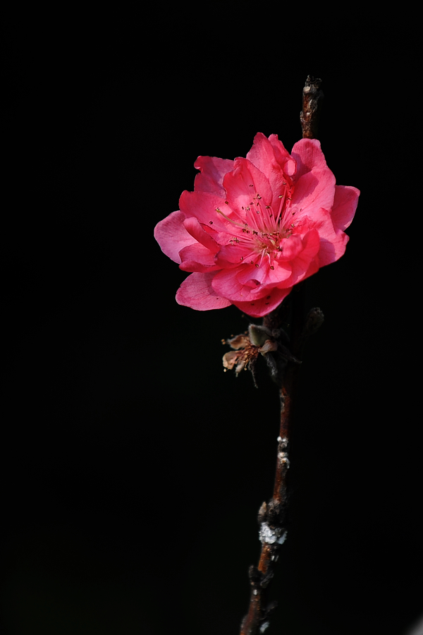 马上有桃花运图片壁纸图片