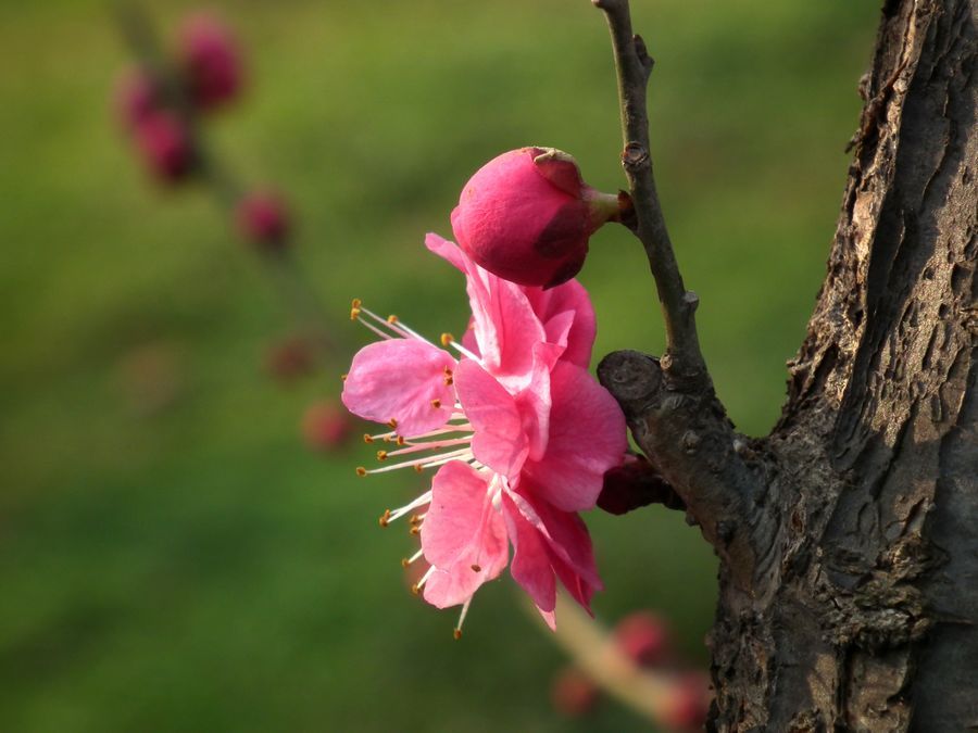 梅花朵朵開大結局 梅花朵朵開