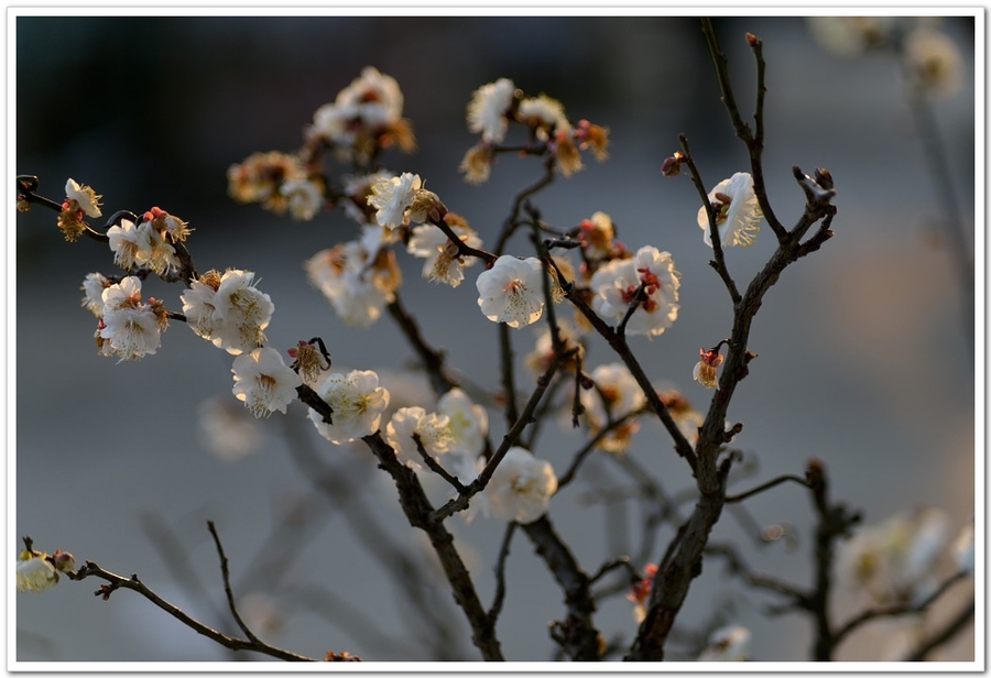 梅花報春