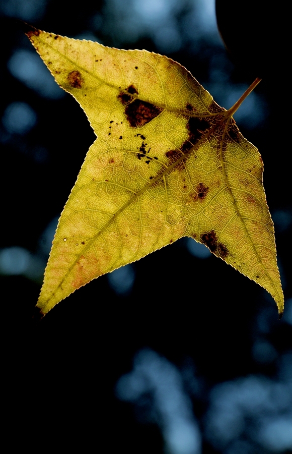 ɽ