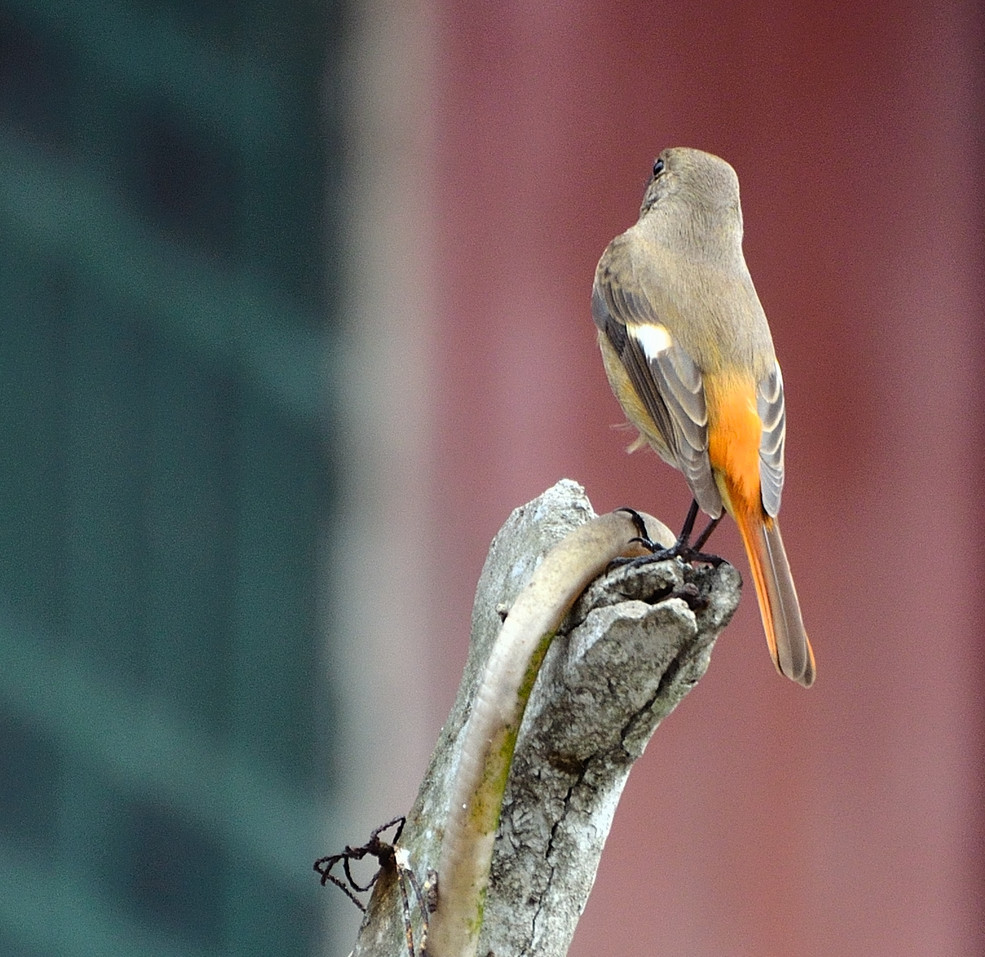 鳥,蛇一起打.