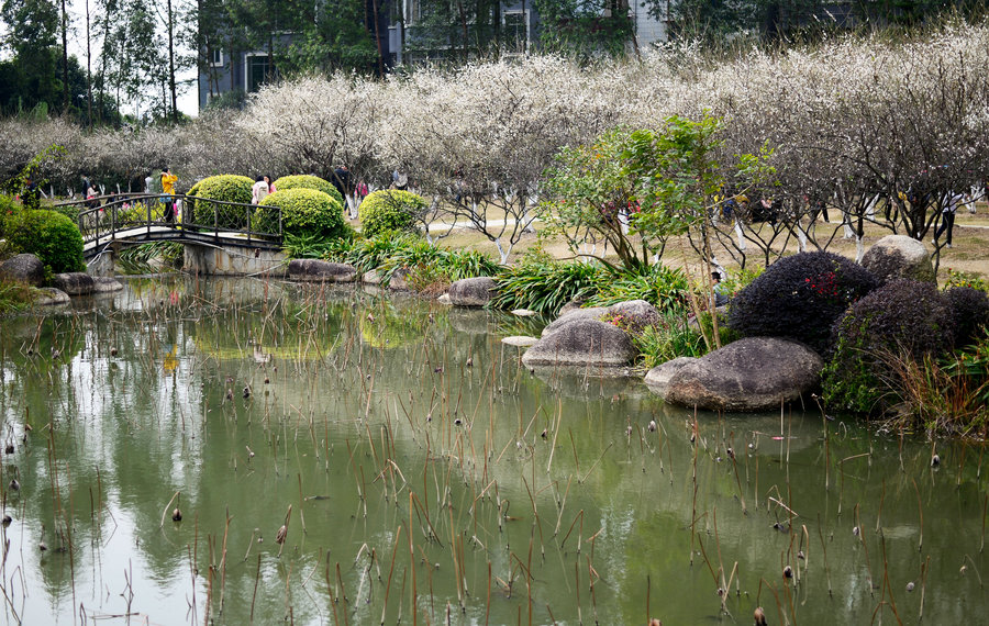 蘿崗香雪公園隨拍