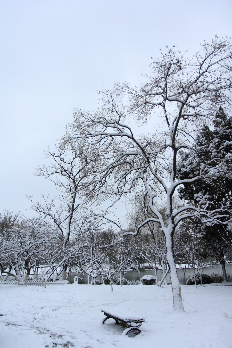 北京春雪照片图片