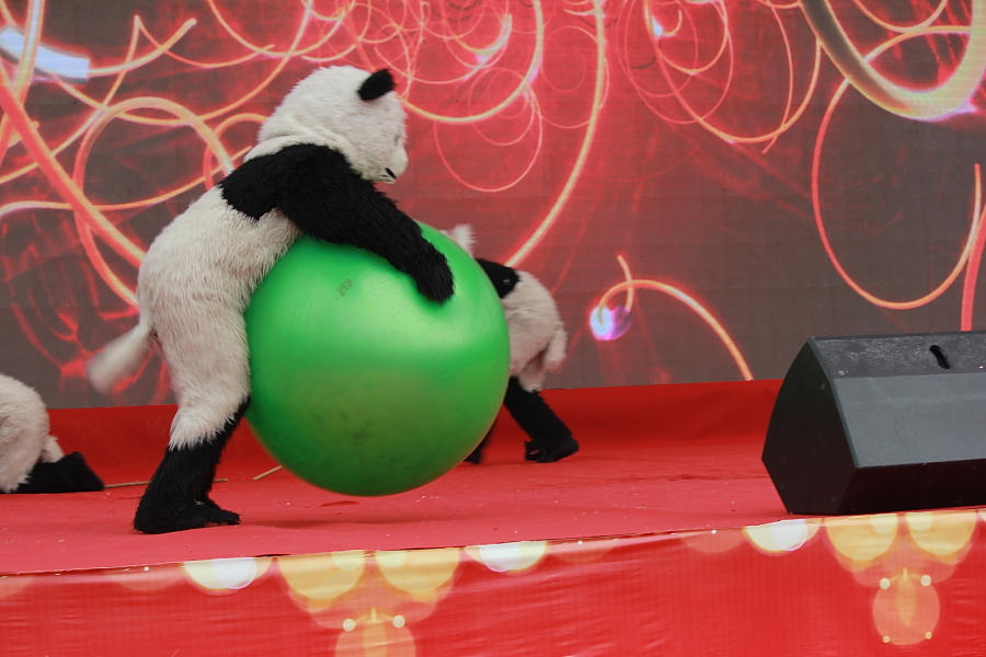 表演课动物模仿熊猫图片