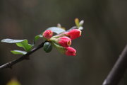 学拍梅花和海棠