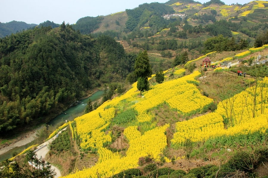 阳春陂面石尾村油菜花图片