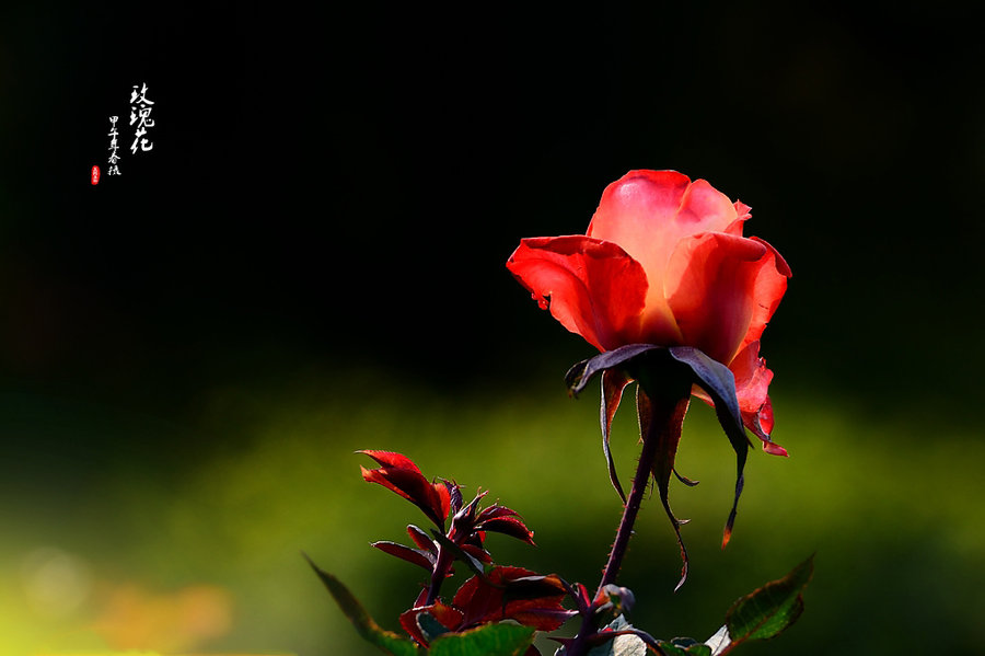 【[ 祝天下有情人终成眷属 ] 送你一枝玫瑰花摄