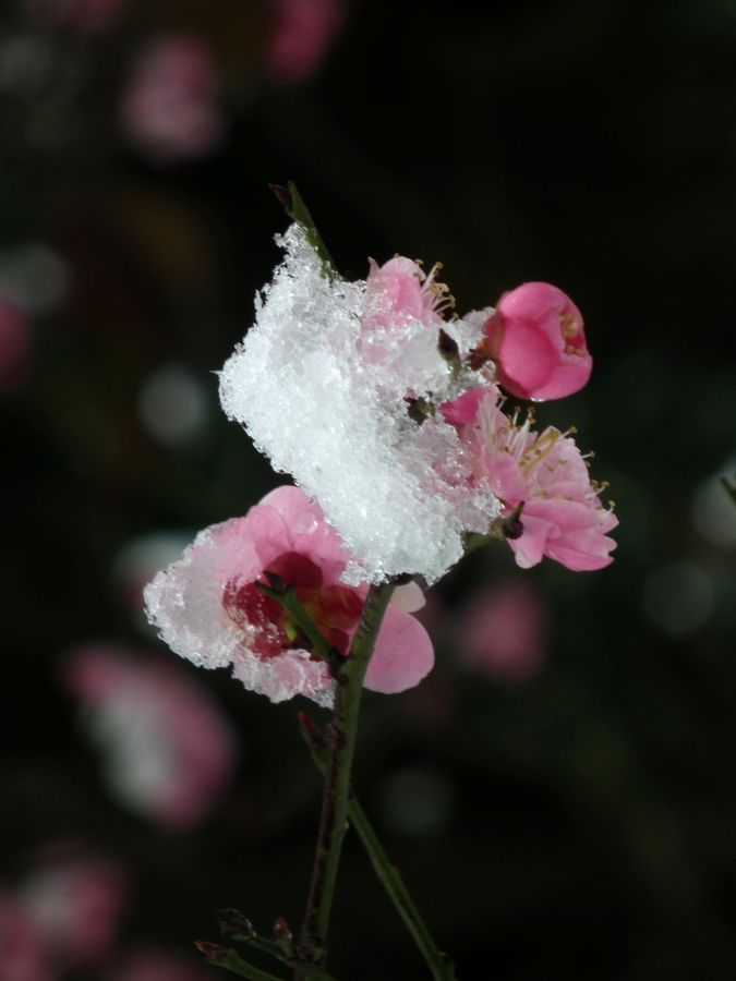 冰雪梅花全景图片图片