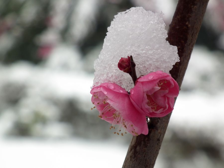 冰雪梅花全景图片图片