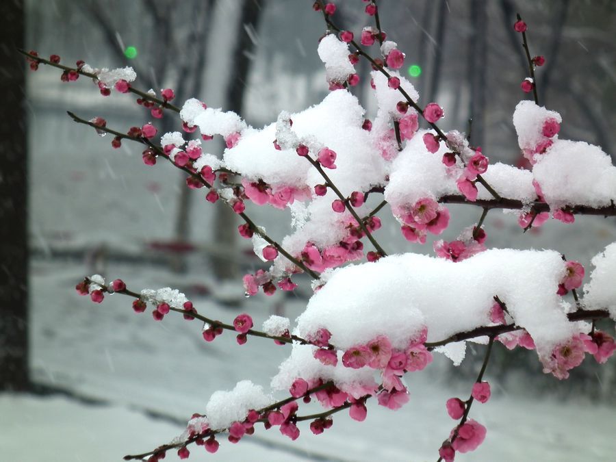 冰雪梅花全景图片图片