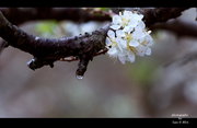 【梨花飘香春满园】-从化溪头村