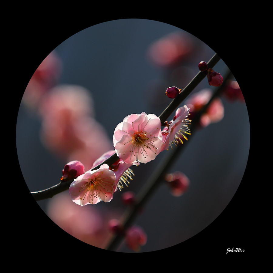 Ҳһ鰵