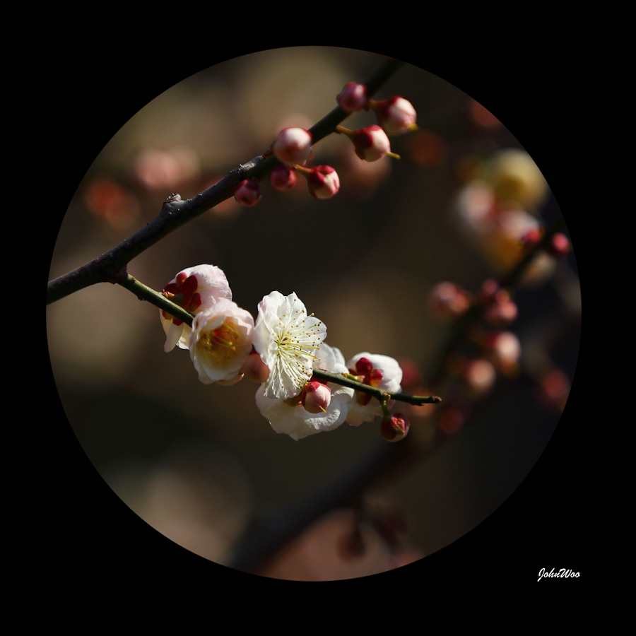 Ҳһ鰵