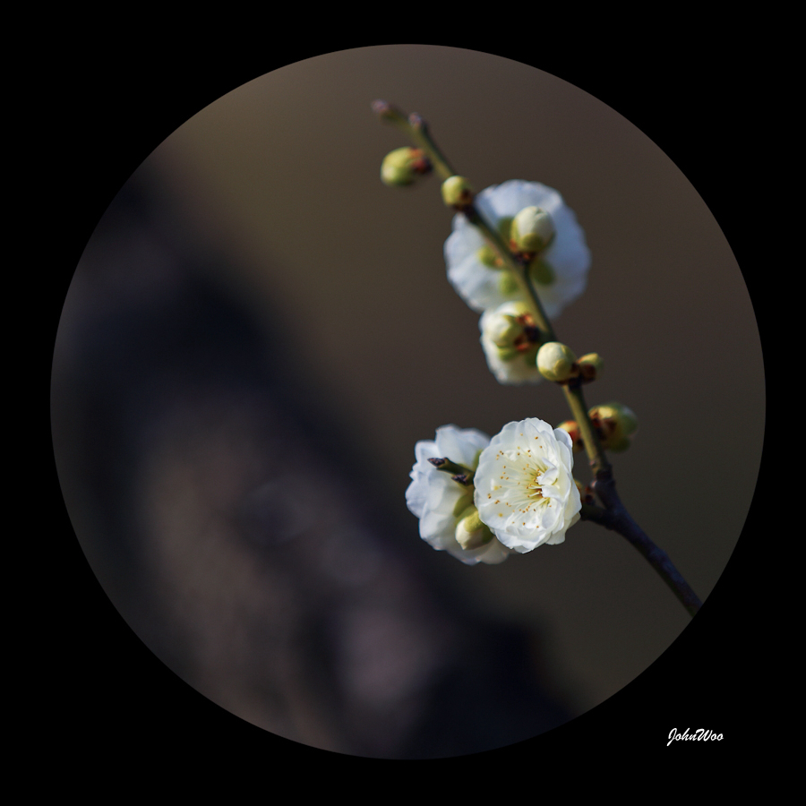 Ҳһ鰵