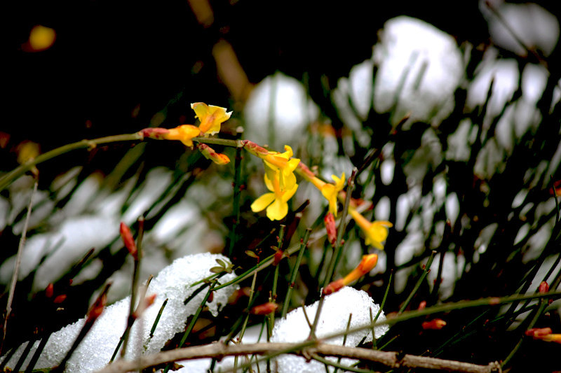 冰雪迎春花