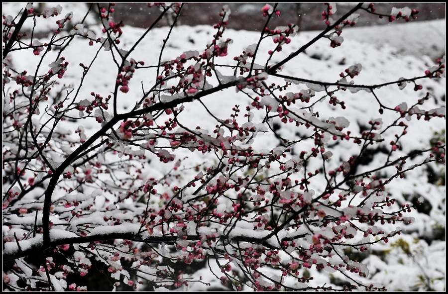 雪梅