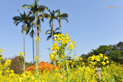  微距---【小蜜蜂与油菜花】