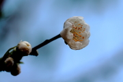 一年春到桃花开