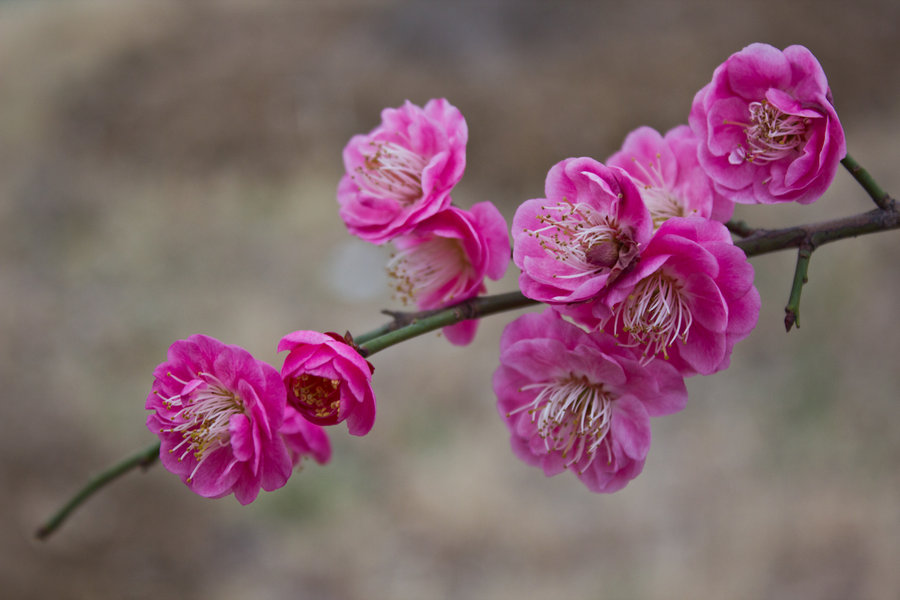 最美梅花图片(最美梅花图片,湖水图片)