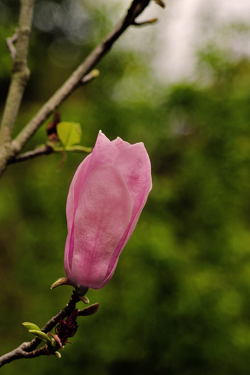 玉堂春花 植物图片