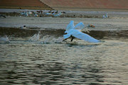 新疆库尔勒孔雀河冬季的天鹅。续4