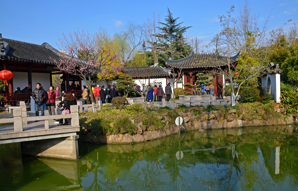 此處梅花正盛 - 莘莊公園