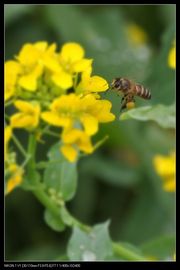 油菜花与虫