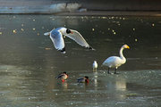 库尔勒孔雀河上冬季的鸟类，续2