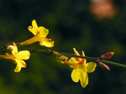 迎春花开