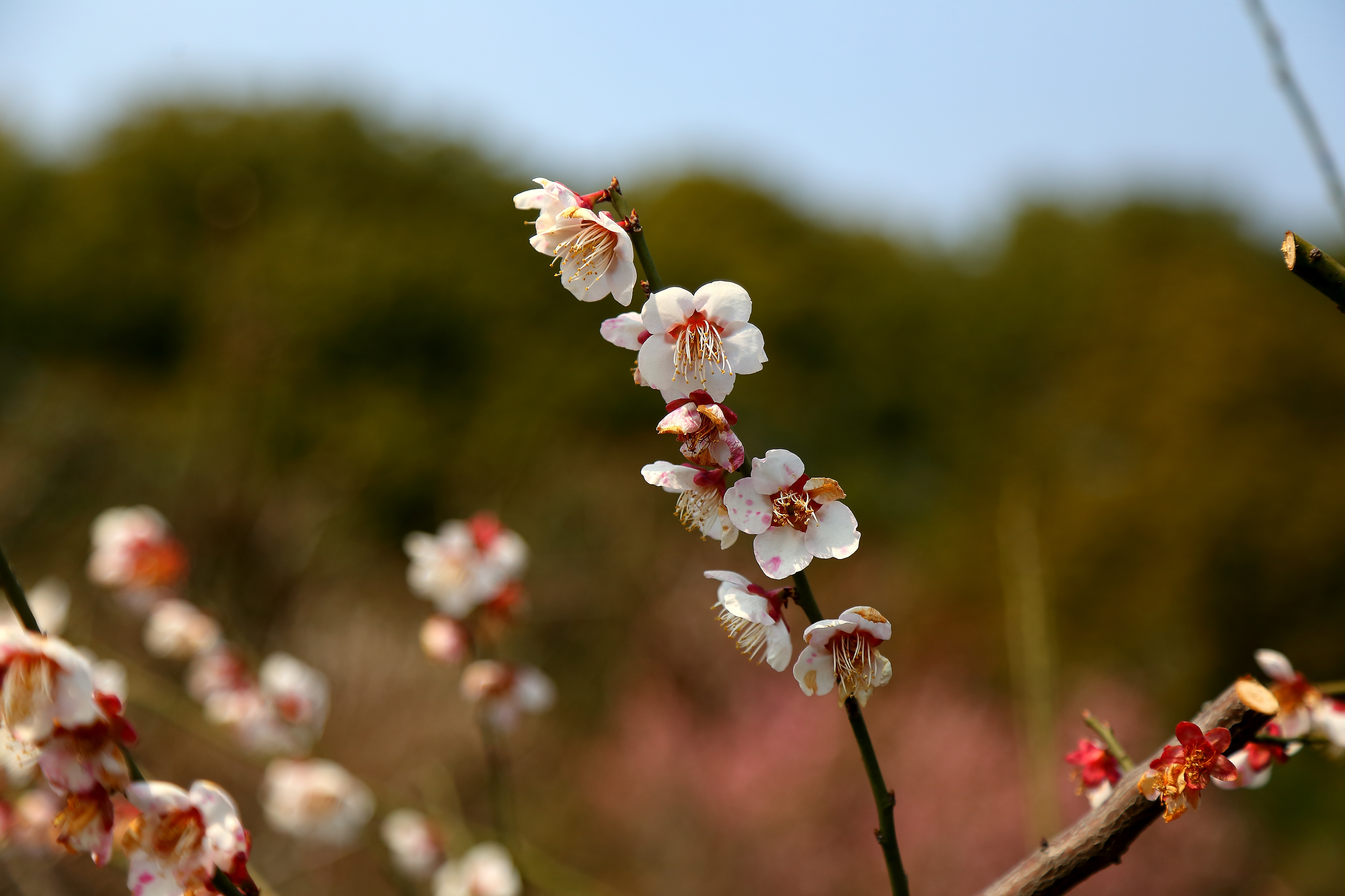 世紀公園賞梅