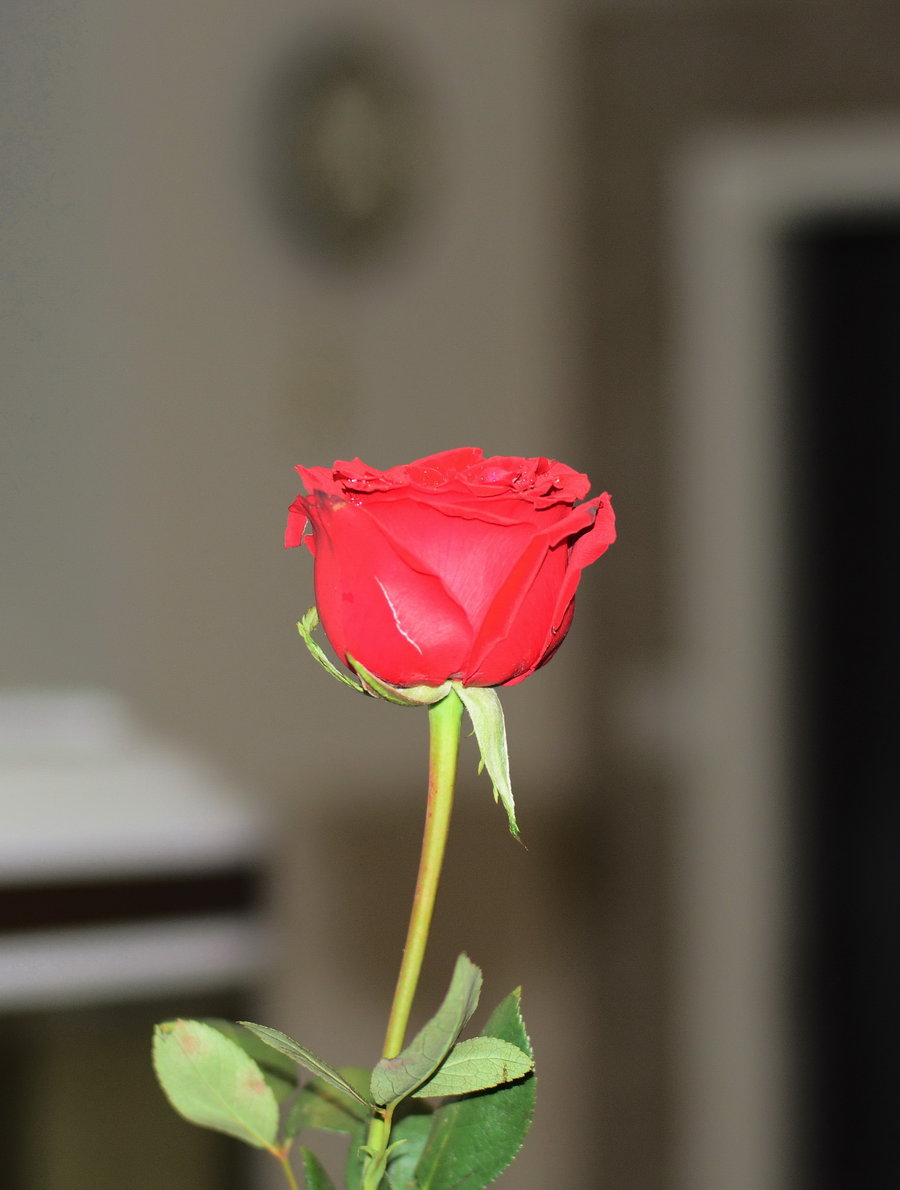 一支玫瑰花 真实图片