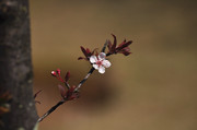 “李花”最伤感