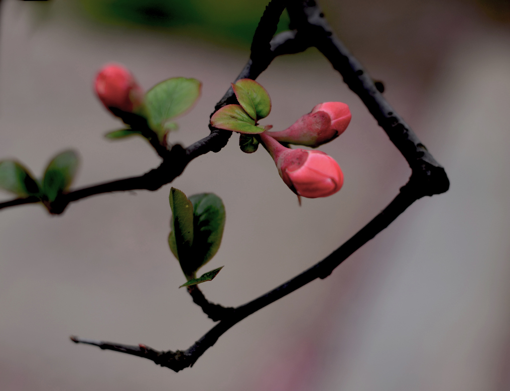 粉色山茶花花蕾图片素材-编号14470694-图行天下