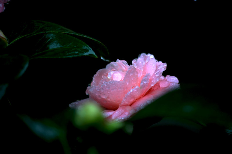 在雨中的茶花