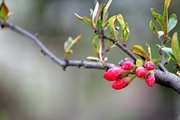 舍院花卉