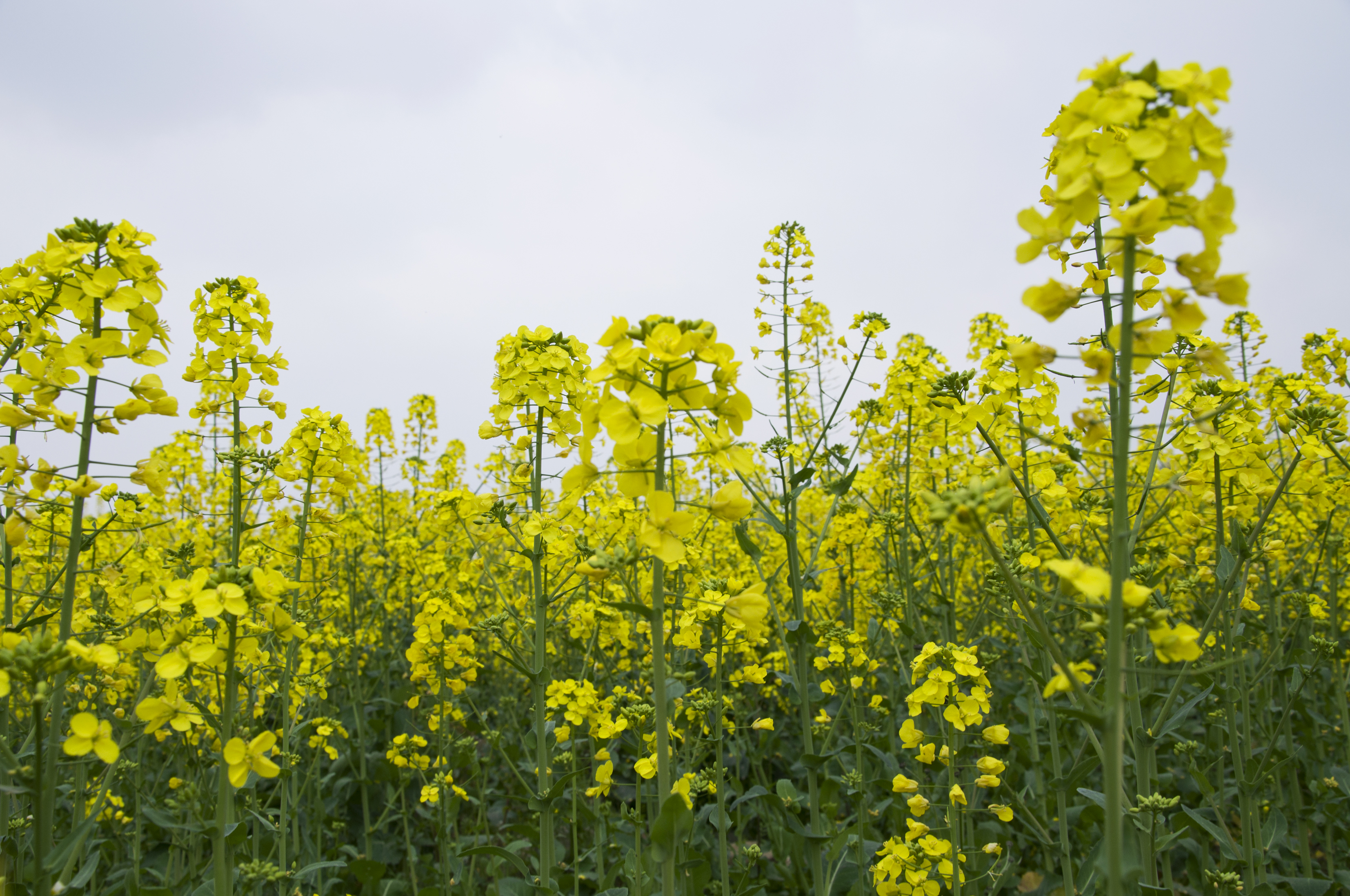 三郎镇油菜花图片