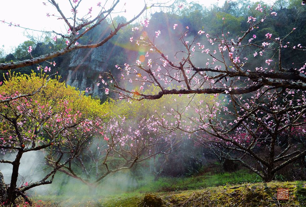 【连平探春】· 桃林  飘纱 