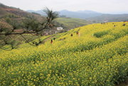 油菜花开