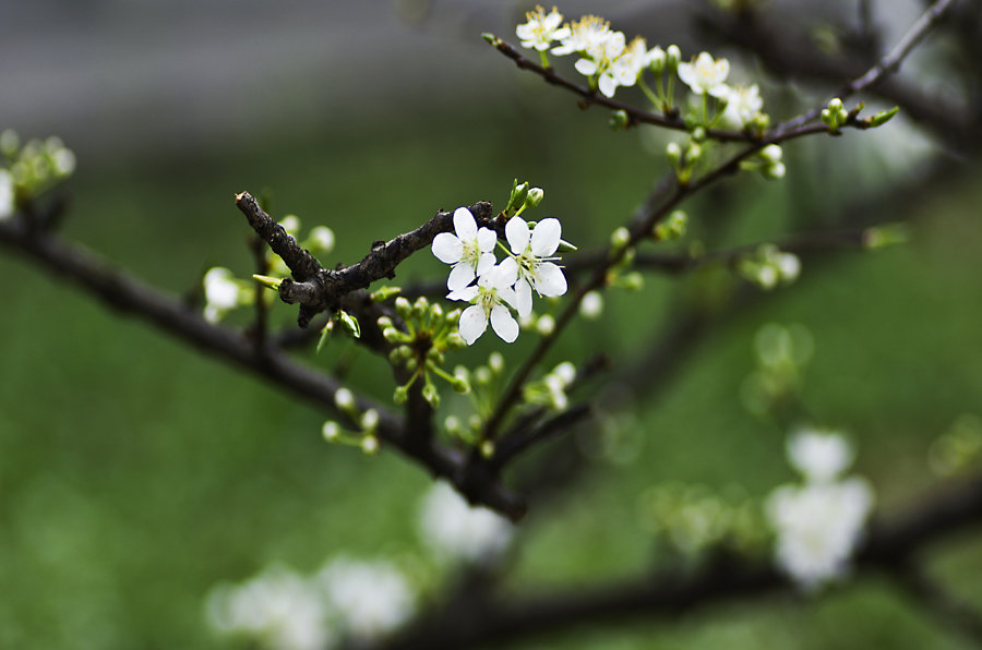 清新李子花