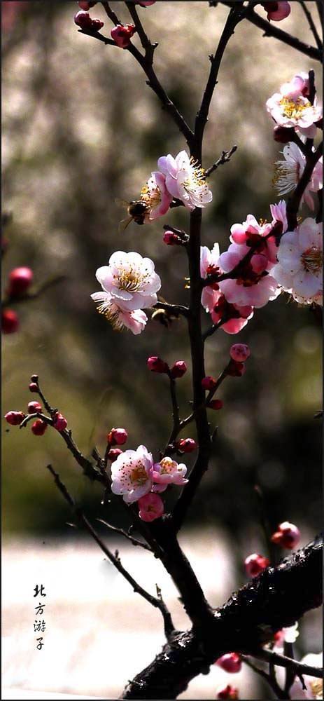 報春梅花(豎幅)