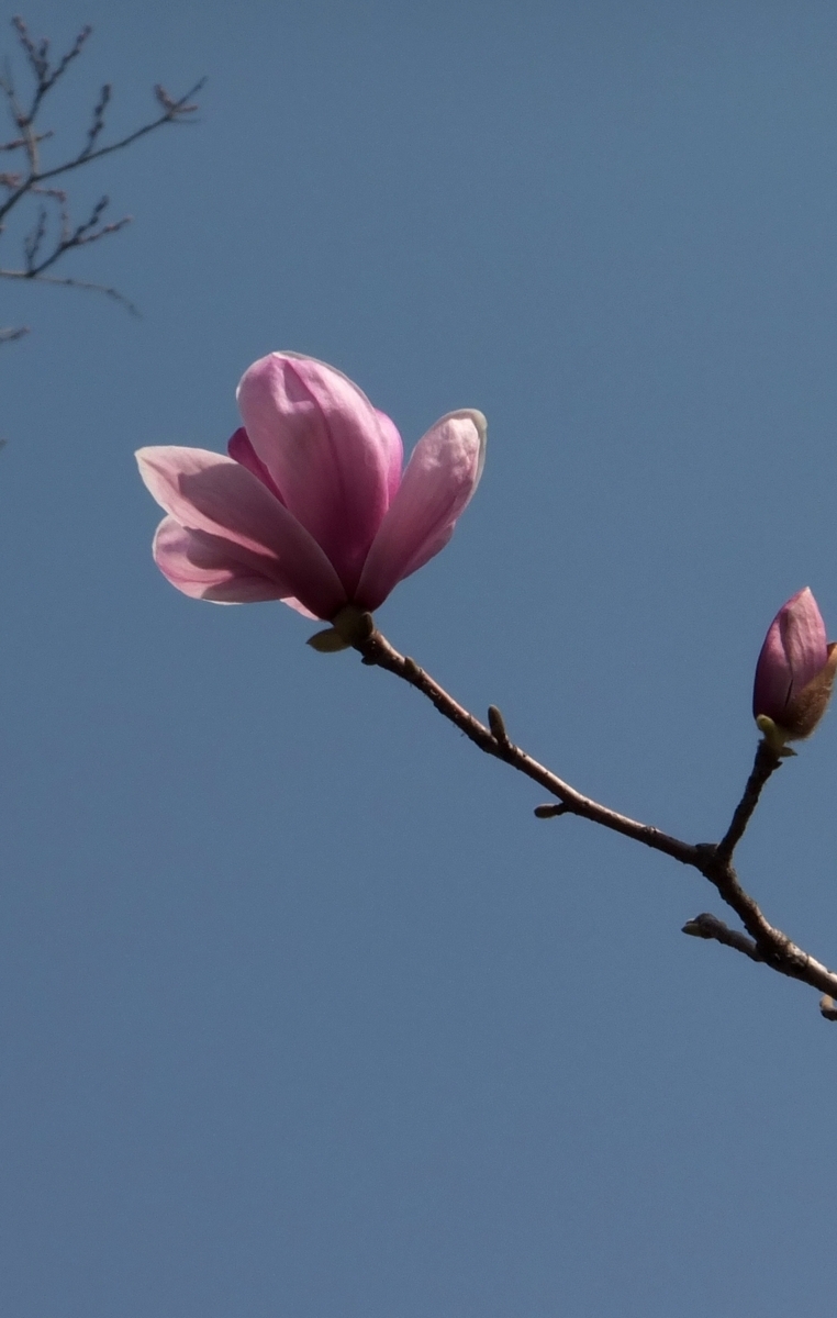 红玉兰花的寓意和象征(红玉兰花的寓意和象征风水)