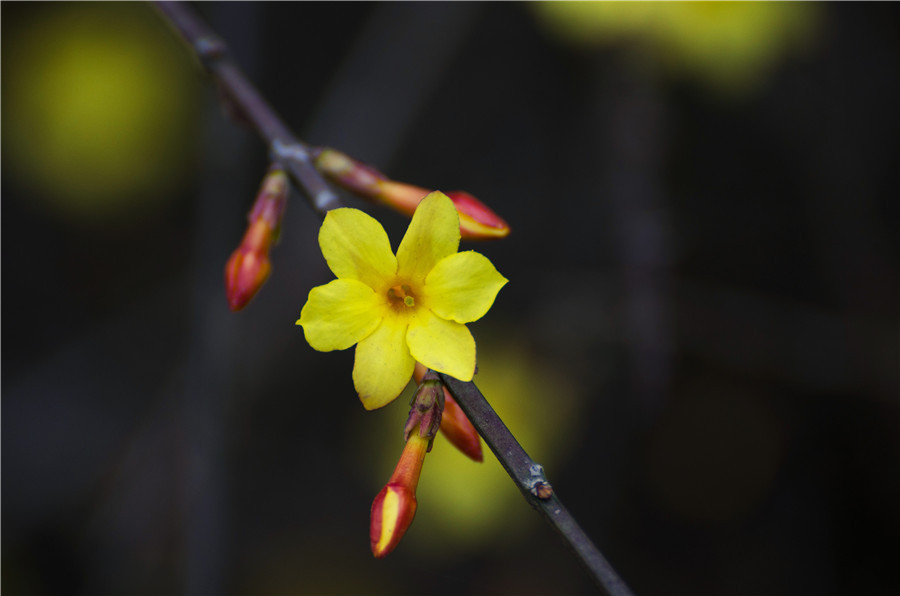 迎春花长什么样子花蕾图片