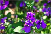 ★ 标头的蜜蜂，春天的气息！