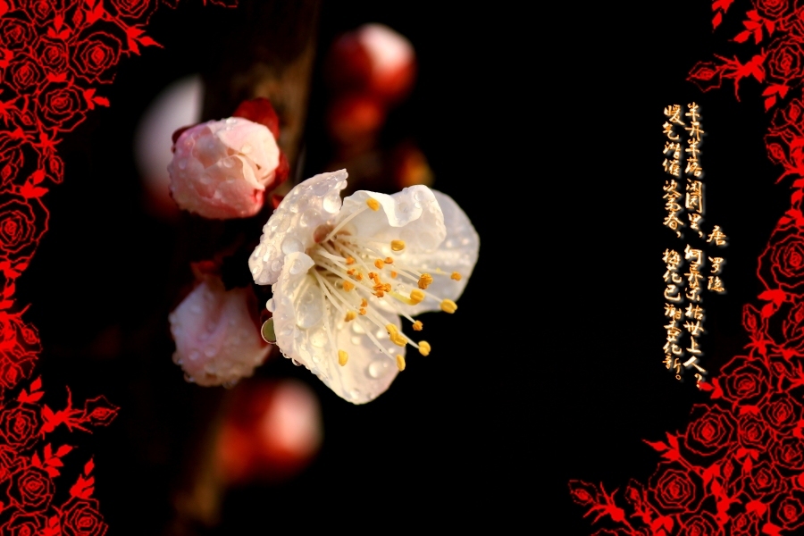 ɫ԰زסһ֧ӳǽ