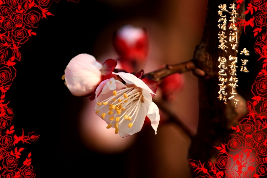 ɫ԰زסһ֧ӳǽ