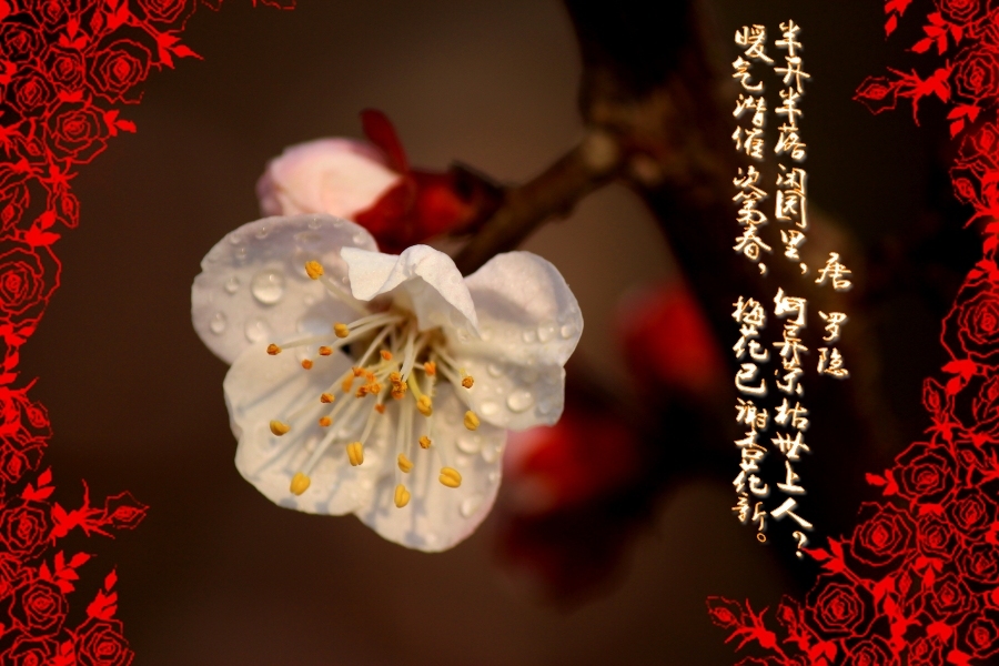 ɫ԰زסһ֧ӳǽ