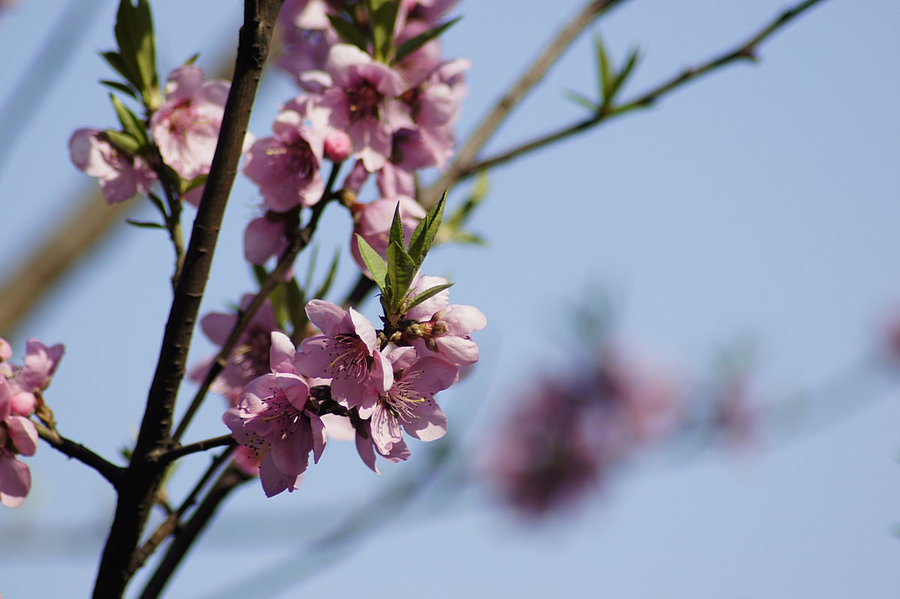 三月桃花開