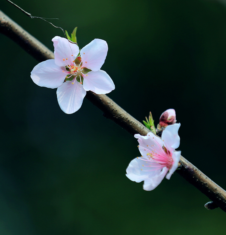 三月桃花笑春风)