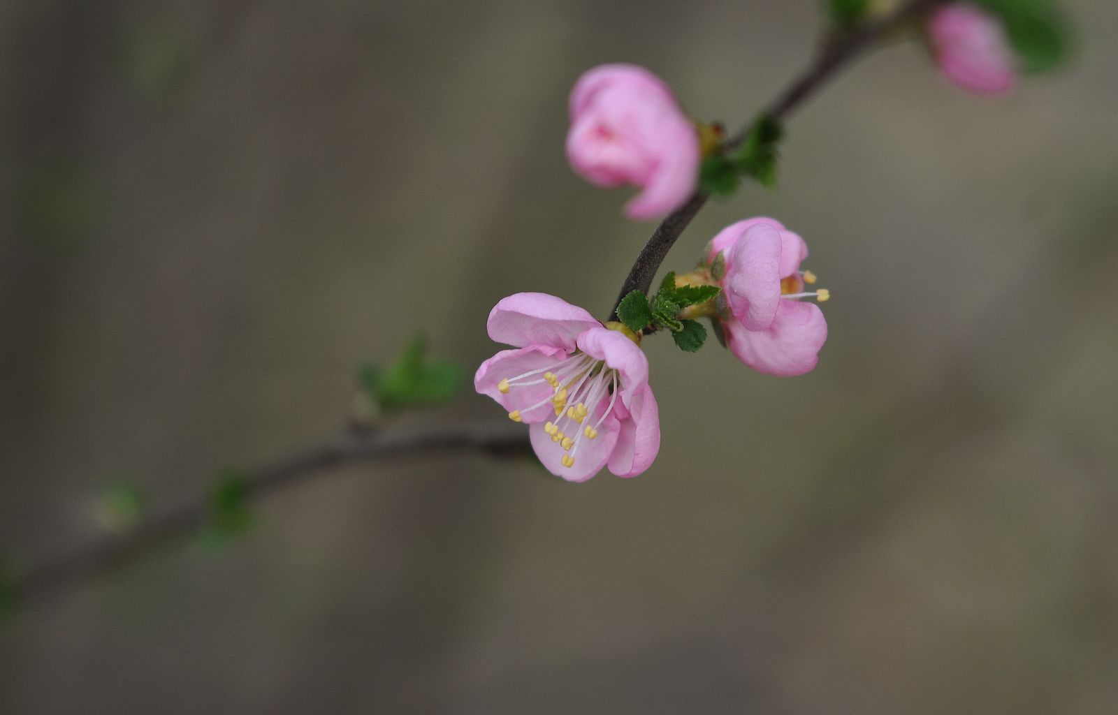 单瓣桃花花期图片