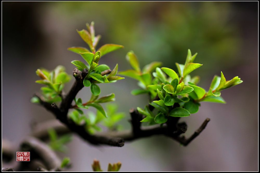 【嫩绿春芽儿摄影图片】生态摄影